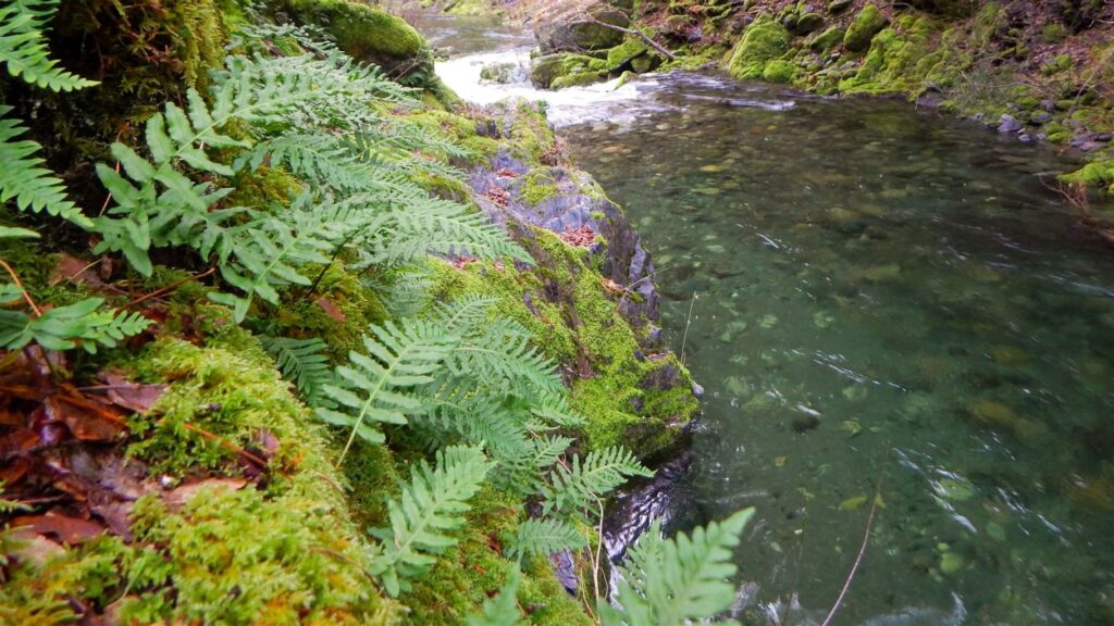 Moss and ferns cover the banks of a fast-flowing river.